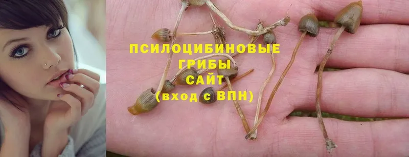 Псилоцибиновые грибы Psilocybe  OMG маркетплейс  Заволжск 